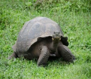 Krafttier - Schildkröte Artikel