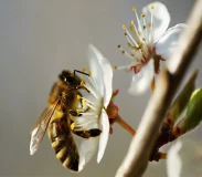 Krafttier - Biene   Artikel