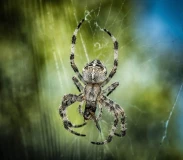 Krafttier - Spinne Artikel