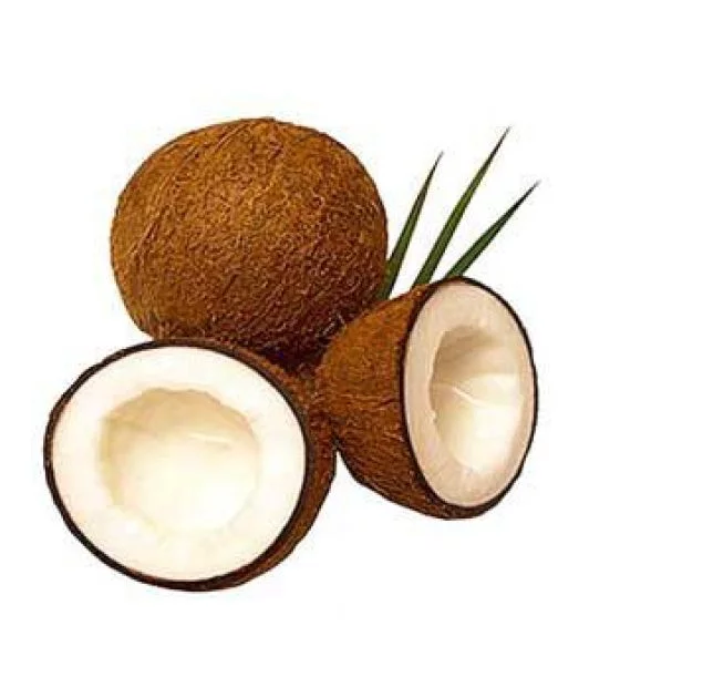 Kokosöl ein wahrer Alleskönner Artikel