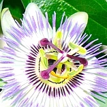 Fernbehandlung mit Passiflora Kräutern -  individuell energetisiert