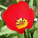 Aktiviere über Atem, Stimme & Sprache deinen Selbstheilungsnerv