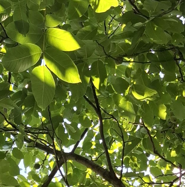 Karin Waicsek, MA Wien Logo