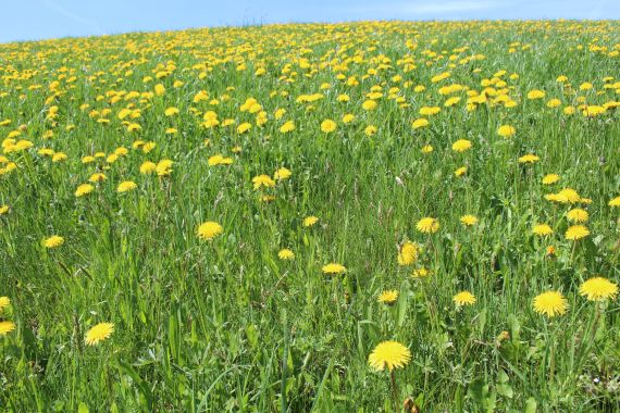 Michaela Pöllabauer 2