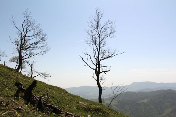 Michaela Pöllabauer 3