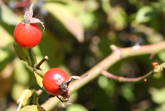 Michaela Pöllabauer 5