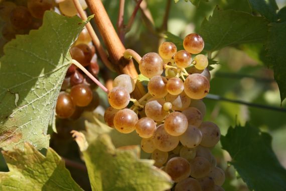 Michaela Pöllabauer 6