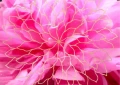 Taospiritgroup ~ Alexandra  Smejkal