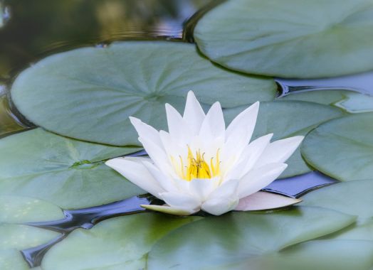 Quelle f. Metaphysisches Heilen & Lehren Sandra Heim-Dopfer 1
