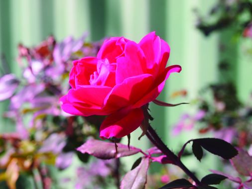 ECKANKAR ÖSTERREICH  2