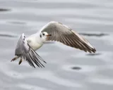 Krafttier - Möwe