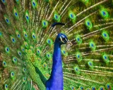 Krafttier - Pfau