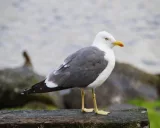 Krafttier - Raubmöwe