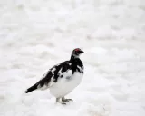 Krafttier - Schneehuhn