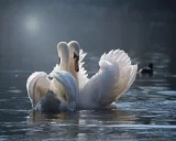 Krafttier - Schwan
