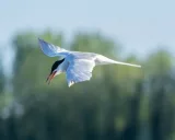 Krafttier - Seeschwalbe