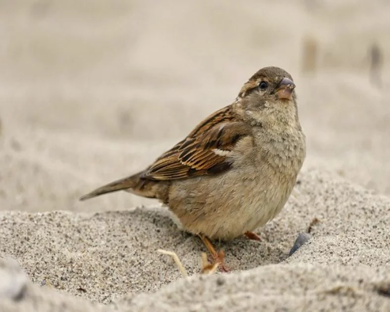 Krafttier - Sperling Spatz Artikel