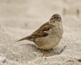 Krafttier - Sperling, Spatz
