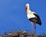 Krafttier - Storch