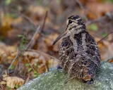 Krafttier - Waldschnepfe