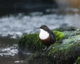 Krafttier - Wasseramsel