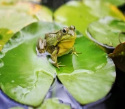 Krafttier - Frosch