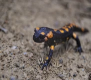 Krafttier - Salamander Artikel