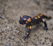 Krafttier - Salamander