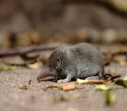 Krafttier - Spitzmaus
