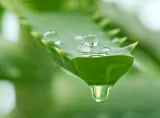 Aloe Vera Methode