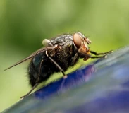 Krafttier - Fliege
