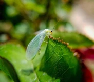 Krafttier - Florfliege Artikel