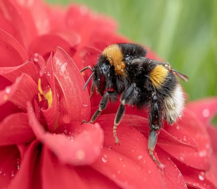 Krafttier - Hummel Artikel