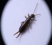 Krafttier - Ohrwurm