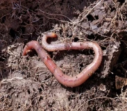Krafttier - Regenwurm