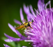 Krafttier - Schwebfliege