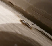 Krafttier - Silberfische