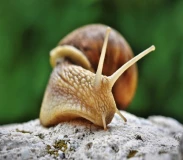 Krafttier - Schnecke