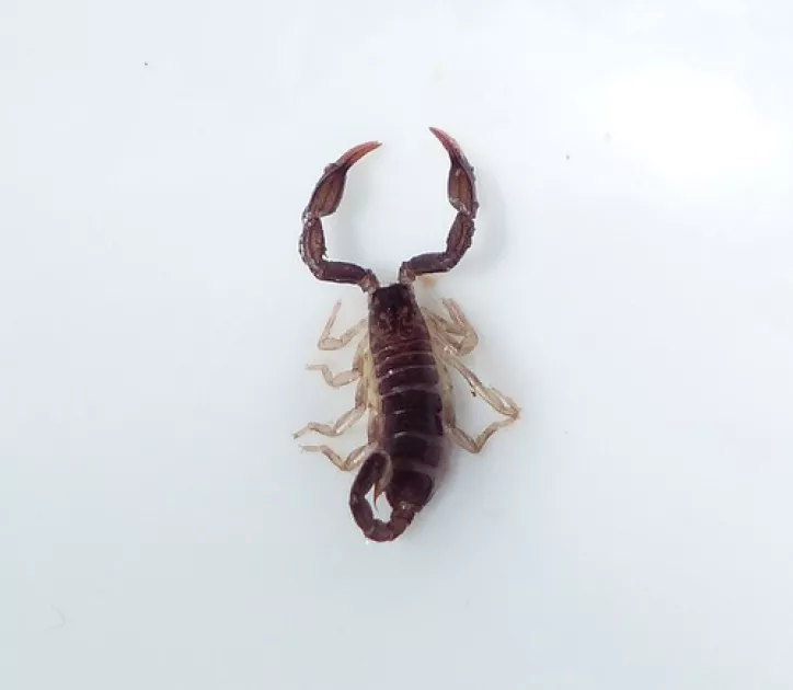 Krafttier - Skorpion Artikel