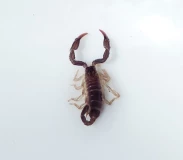 Krafttier - Skorpion