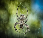 Krafttier - Spinne