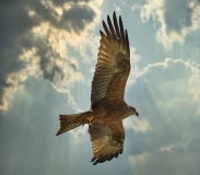 Krafttier - Bussard