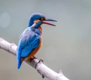 Krafttier - Eisvogel