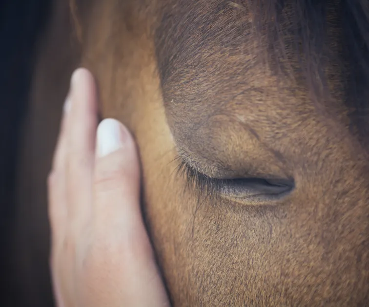 Pferdegestütztes Coaching Persönlichkeitsentwicklung mit Unterstützung von Pfer Methode