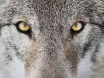 Was ist ein Tierenergetiker? Methode