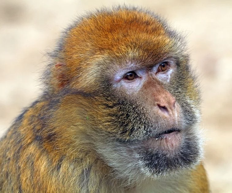 Der magische Tiergarten Artikel