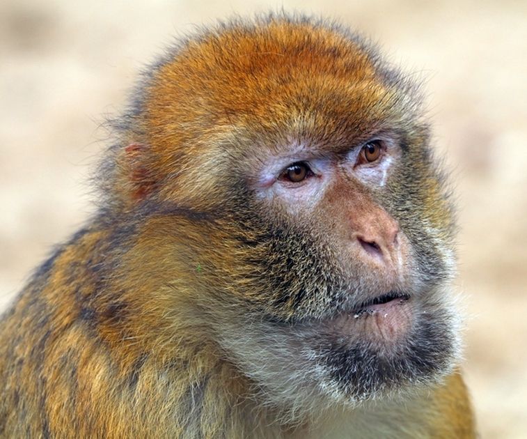 Der magische Tiergarten Artikel