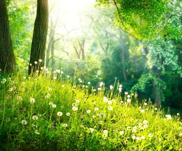 Naturseminare Artikel