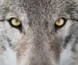 Berührende Begegnung mit den Seelen der Tiere