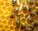 Bienen sterben
